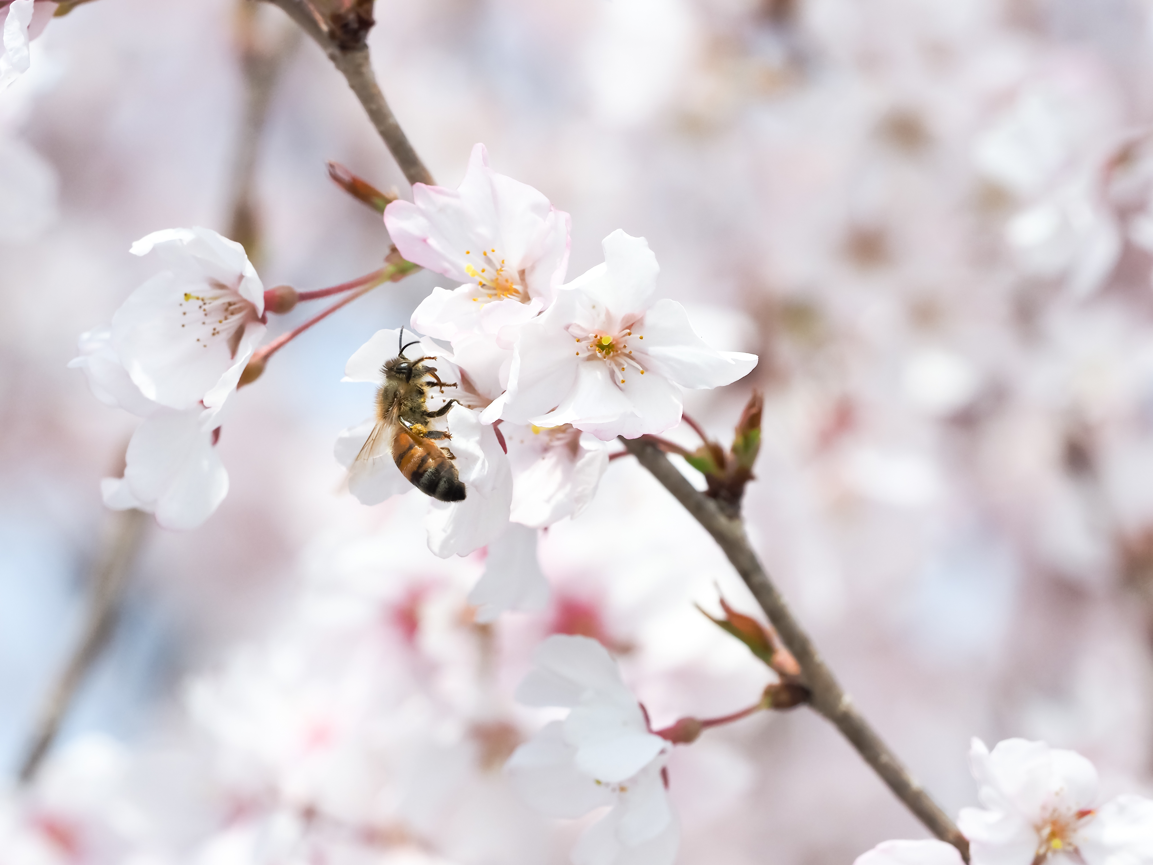 ー春色に染まる季節と共に踏み出す新たな門出ー