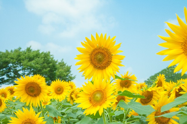 ー夏の魅力広がる8月のご挨拶ー